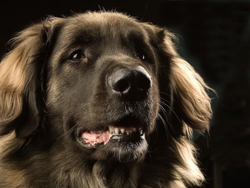 Erwachsenenpuzzle ab 14 Jahren, Hund, Leonberger, Maulkorb 26x38CM Erwachsenenpuzzle ab 14 Jahren, Hund, Leonberger, Maulkorb 26x38CM von EZMLFA