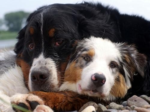 Erwachsenenpuzzle ab 14 Jahren, Hund, Pärchen, Kuscheln 38x52CM von EZMLFA