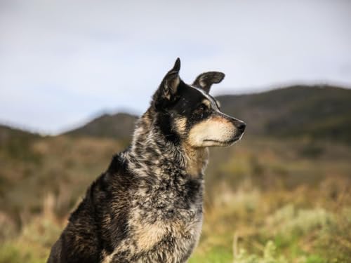 Erwachsenenpuzzle ab 14 Jahren, Hund, Schnauze, Augen 70x100CM Erwachsenenpuzzle ab 14 Jahren, Hund, Schnauze, Augen 70x100CM von EZMLFA