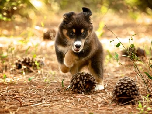 Erwachsenenpuzzle ab 14 Jahren, Hund, Welpe, Natur 26x38CM Erwachsenenpuzzle ab 14 Jahren, Hund, Welpe, Natur 26x38CM von EZMLFA