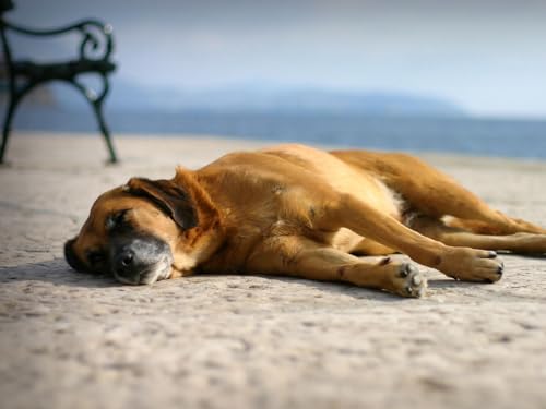 Erwachsenenpuzzle ab 14 Jahren, Hunde, schlafend, Sand 70x100CM von EZMLFA