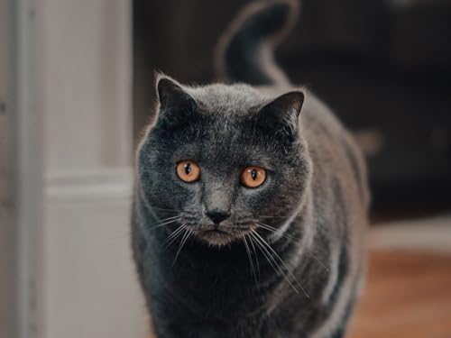 Erwachsenenpuzzle ab 14 Jahren, Katze, Haustier, Ansicht 38x52CM von EZMLFA