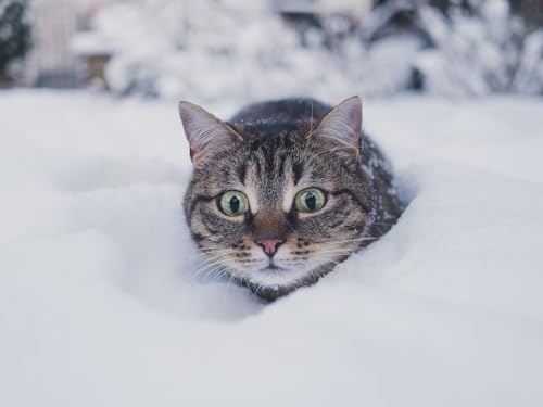 Erwachsenenpuzzle ab 14 Jahren, Katze, Haustier, lustig 38x52CM von EZMLFA