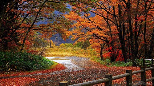 Herbstwald-Puzzlespiele, Puzzle 2000 Teile für Erwachsene, Spiele für Erwachsene, Jugendliche und Kinder, 70 x 100 cm von EZMLFA