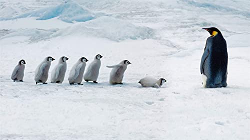 Kaiserpinguin und Seine Babys, Schneeberginsel, Antarktis, Puzzle 2000 Teile, Puzzle für Erwachsene und Kinder, 70 x 100 cm von EZMLFA