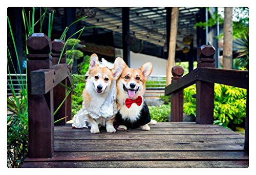 Klassisches Puzzle 1000 Teile Interessantes Puzzle mit 2 Corgi-Hunden, 70 x 50 cm von EZMLFA