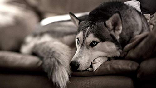Klassisches Puzzle 2000 Teile Erwachsene Kinder Puzzle DIY Husky auf dem Sofapuzzle Moderne Wohnkultur Festival Geschenk Intellektuelles Spiel Wandkunst 70x100CM Klassisches Puzzle 2000 Teile Erwachsene Kinder Puzzle DIY Husky auf dem Sofapuzzle Moderne Wohnkultur Festival Geschenk Intellektuelles Spiel Wandkunst 70x100CM von EZMLFA