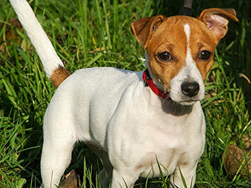 Malen nach Zahlen für Erwachsene, DIY-Malen-nach-Zahlen-Set für Kinder, Jack Russell Terrier Welpe mit Rahmen 50 x 70 cm Malen nach Zahlen für Erwachsene, DIY-Malen-nach-Zahlen-Set für Kinder, Jack Russell Terrier Welpe mit Rahmen 50 x 70 cm von EZMLFA