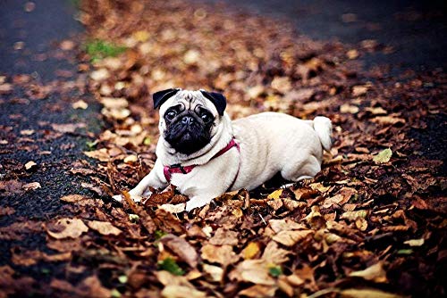 Mops In Den Gefallenen Blättern - Puzzles Für Erwachsene 1000-Teiliges DIY-Puzzle Kinderspielzeug, Freunde 26x38CM Mops In Den Gefallenen Blättern - Puzzles Für Erwachsene 1000-Teiliges DIY-Puzzle Kinderspielzeug, Freunde 26x38CM von EZMLFA