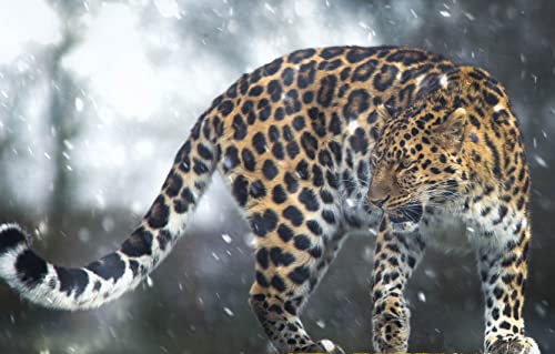 Papery Puzzle 1000 Teile Leopard Wildkatze im Schnee Personalisiertes Puzzle 38x26CM Papery Puzzle 1000 Teile Leopard Wildkatze im Schnee Personalisiertes Puzzle 38x26CM von EZMLFA