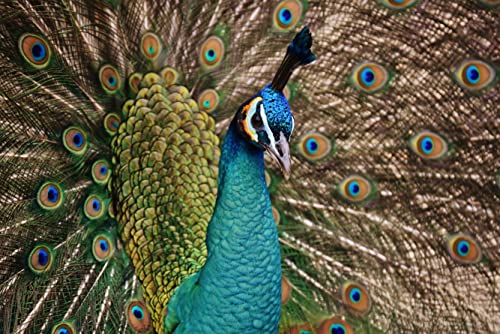 Pfauenpuzzle 1000 Teile Tierweltpuzzle mit hochwertiger Puzzleaufbewahrung 50x70CM Pfauenpuzzle 1000 Teile Tierweltpuzzle mit hochwertiger Puzzleaufbewahrung 50x70CM von EZMLFA