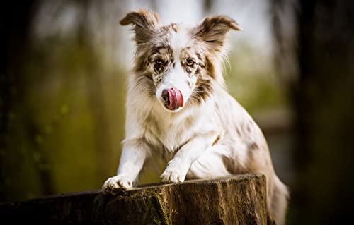 Puzzel 3D 1000 Teile Hund Australian Shepherd 38x52CM Puzzel 3D 1000 Teile Hund Australian Shepherd 38x52CM von EZMLFA