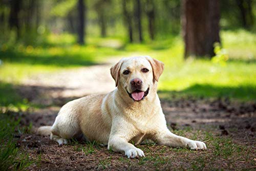 Puzzle 1000 Stück Labrador Hund Erwachsene Freizeit Unterhaltung Kinder Lernspielzeug Weihnachten 26x38CM Puzzle 1000 Stück Labrador Hund Erwachsene Freizeit Unterhaltung Kinder Lernspielzeug Weihnachten 26x38CM von EZMLFA
