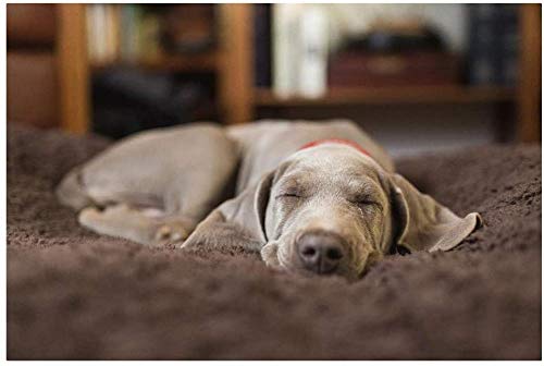 Puzzle 1000 Stück Weimaraner Welpe Schlafen Im Haus Erwachsene Freizeit Unterhaltung Kinder Lernspielzeug Weihnachten 38x52CM Puzzle 1000 Stück Weimaraner Welpe Schlafen Im Haus Erwachsene Freizeit Unterhaltung Kinder Lernspielzeug Weihnachten 38x52CM von EZMLFA