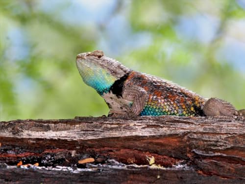 Puzzle 1000 Teile, Geschicklichkeitsspiel für die ganze Familie, Agama, Eidechse, Reptil 50x70CM Puzzle 1000 Teile, Geschicklichkeitsspiel für die ganze Familie, Agama, Eidechse, Reptil 50x70CM von EZMLFA