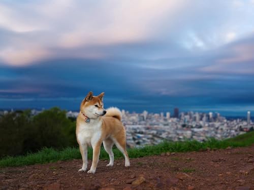 Puzzle 1000 Teile, Geschicklichkeitsspiel für die ganze Familie, Akita, Inu, Hills, Hund 50x70CM Puzzle 1000 Teile, Geschicklichkeitsspiel für die ganze Familie, Akita, Inu, Hills, Hund 50x70CM von EZMLFA