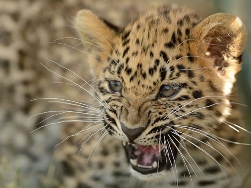 Puzzle 1000 Teile, Geschicklichkeitsspiel für die ganze Familie, Amur, Leopard, Jungtier, Katze 26x38CM Puzzle 1000 Teile, Geschicklichkeitsspiel für die ganze Familie, Amur, Leopard, Jungtier, Katze 26x38CM von EZMLFA
