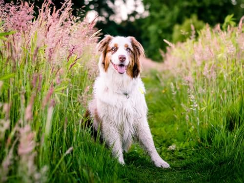 Puzzle 1000 Teile, Geschicklichkeitsspiel für die ganze Familie, Australian Shepherd, Hund, Blumen 50x70CM Puzzle 1000 Teile, Geschicklichkeitsspiel für die ganze Familie, Australian Shepherd, Hund, Blumen 50x70CM von EZMLFA