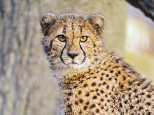 Puzzle 1000 Teile, Geschicklichkeitsspiel für die ganze Familie, Gepard, Raubtier, groß, Katze 26x38CM Puzzle 1000 Teile, Geschicklichkeitsspiel für die ganze Familie, Gepard, Raubtier, groß, Katze 26x38CM von EZMLFA