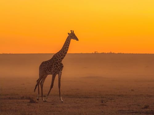 Puzzle 1000 Teile, Geschicklichkeitsspiel für die ganze Familie, Giraffe, Tier, Safari 38x52CM Puzzle 1000 Teile, Geschicklichkeitsspiel für die ganze Familie, Giraffe, Tier, Safari 38x52CM von EZMLFA
