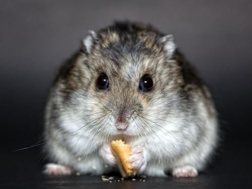 Puzzle 1000 Teile, Geschicklichkeitsspiel für die ganze Familie, Hamster, Kekse, Essen 50x70CM Puzzle 1000 Teile, Geschicklichkeitsspiel für die ganze Familie, Hamster, Kekse, Essen 50x70CM von EZMLFA