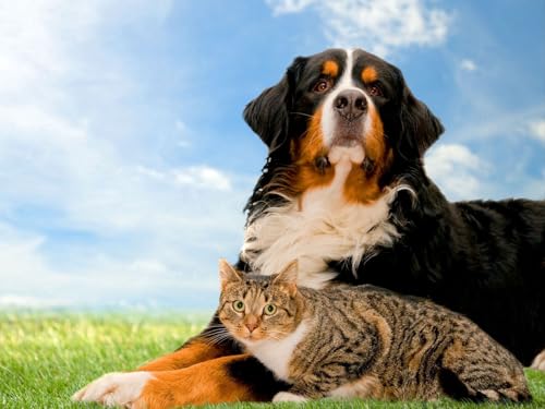 Puzzle 1000 Teile, Geschicklichkeitsspiel für die ganze Familie, Hund, Katze, Gras 50x70CM Puzzle 1000 Teile, Geschicklichkeitsspiel für die ganze Familie, Hund, Katze, Gras 50x70CM von EZMLFA
