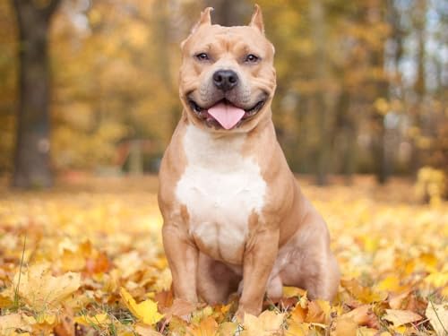 Puzzle 1000 Teile, Geschicklichkeitsspiel für die ganze Familie, Hunde, Blätter, Herbst 50x70CM Puzzle 1000 Teile, Geschicklichkeitsspiel für die ganze Familie, Hunde, Blätter, Herbst 50x70CM von EZMLFA