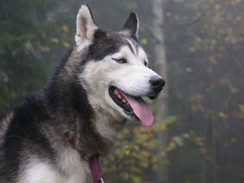 Puzzle 1000 Teile, Geschicklichkeitsspiel für die ganze Familie, Husky, Hund, Augen 50x70CM Puzzle 1000 Teile, Geschicklichkeitsspiel für die ganze Familie, Husky, Hund, Augen 50x70CM von EZMLFA