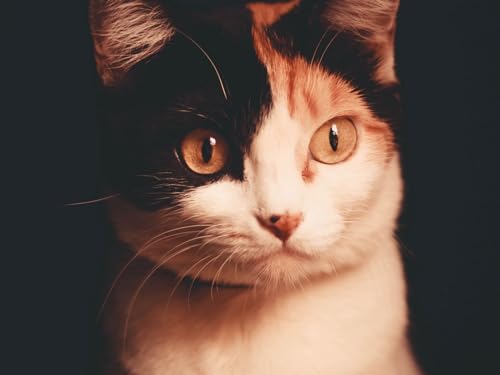 Puzzle 1000 Teile, Geschicklichkeitsspiel für die ganze Familie, Katze, Haustier, Ansicht 50x70CM Puzzle 1000 Teile, Geschicklichkeitsspiel für die ganze Familie, Katze, Haustier, Ansicht 50x70CM von EZMLFA