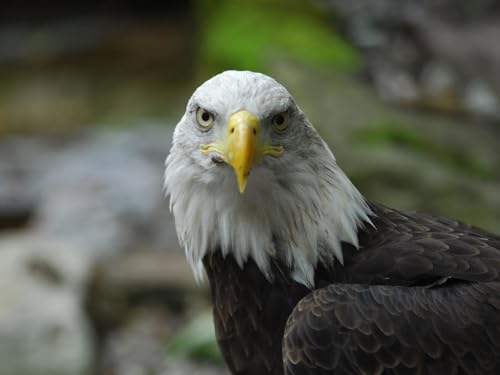 Puzzle 1000 Teile, Geschicklichkeitsspiel für die ganze Familie, Weißkopfseeadler, Adler, Vogel 50x70CM Puzzle 1000 Teile, Geschicklichkeitsspiel für die ganze Familie, Weißkopfseeadler, Adler, Vogel 50x70CM von EZMLFA