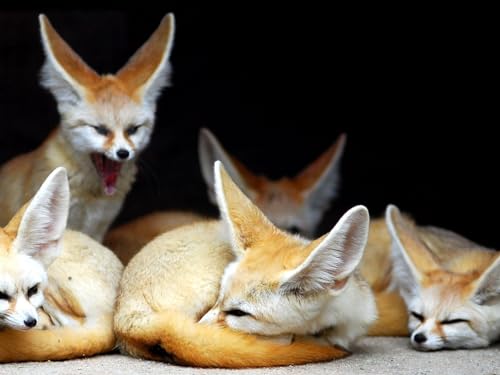 Puzzle 1000 Teile, Geschicklichkeitsspiel für die ganze Familie - Fenech, Tiere, Fuchs 50x70CM Puzzle 1000 Teile, Geschicklichkeitsspiel für die ganze Familie - Fenech, Tiere, Fuchs 50x70CM von EZMLFA
