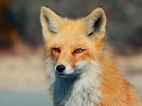 Puzzle 1000 Teile, Geschicklichkeitsspiel für die ganze Familie - Fuchs, Blick, Augen 50x70CM Puzzle 1000 Teile, Geschicklichkeitsspiel für die ganze Familie - Fuchs, Blick, Augen 50x70CM von EZMLFA