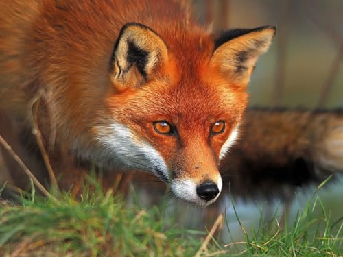 Puzzle 1000 Teile, Geschicklichkeitsspiel für die ganze Familie - Fuchs, Gesicht, flauschig 50x70CM Puzzle 1000 Teile, Geschicklichkeitsspiel für die ganze Familie - Fuchs, Gesicht, flauschig 50x70CM von EZMLFA