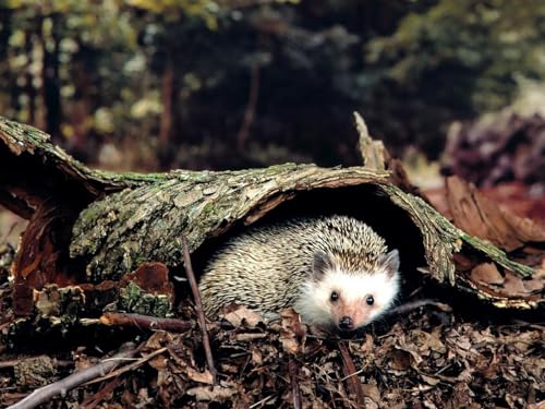 Puzzle 1000 Teile, Geschicklichkeitsspiel für die ganze Familie - Igel, Gras, Blätter 50x70CM Puzzle 1000 Teile, Geschicklichkeitsspiel für die ganze Familie - Igel, Gras, Blätter 50x70CM von EZMLFA