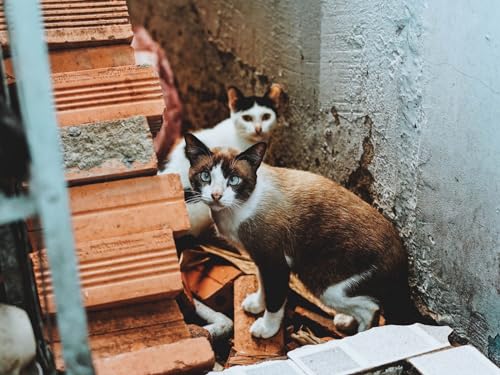 Puzzle 1000 Teile, Geschicklichkeitsspiel für die ganze Familie - Katzen, Natur, Ruinen 50x70CM Puzzle 1000 Teile, Geschicklichkeitsspiel für die ganze Familie - Katzen, Natur, Ruinen 50x70CM von EZMLFA