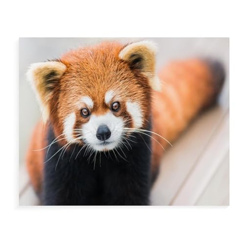 Puzzle 1000 Teile, Kleiner Panda/Roter Panda, Puzzle für Erwachsene und Kinder, Schwierigkeitsgrad Puzzlespiel, Rollenpuzzle, Lernspiel, Spielzeug, Familiendekoration, 38 x 52 cm, 38 x 26 cm Puzzle 1000 Teile, Kleiner Panda/Roter Panda, Puzzle für Erwachsene und Kinder, Schwierigkeitsgrad Puzzlespiel, Rollenpuzzle, Lernspiel, Spielzeug, Familiendekoration, 38 x 52 cm, 38 x 26 cm von EZMLFA