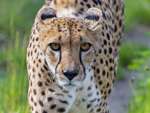 Puzzle 1000 Teile, Lernpuzzle-Spielzeug – Gepard, groß, Katze, schau, 26 x 38 cm von EZMLFA