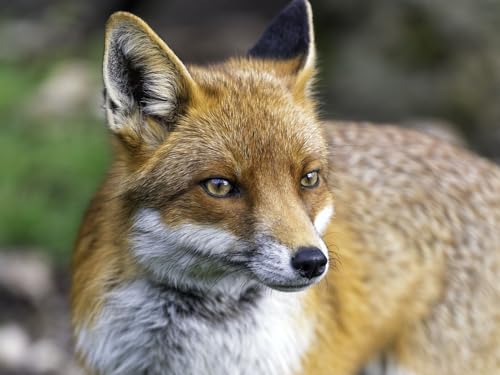 Puzzle 1000 Teile, Lernspielzeug - Fuchs, Raubtier, Gras 50x70CM von EZMLFA