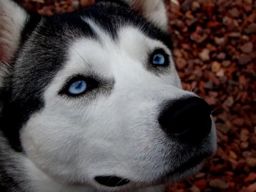 Puzzle 1000 Teile, Lernspielzeug - Hund, Husky, blauäugig, 50 x 70 cm Puzzle 1000 Teile, Lernspielzeug - Hund, Husky, blauäugig, 50 x 70 cm von EZMLFA
