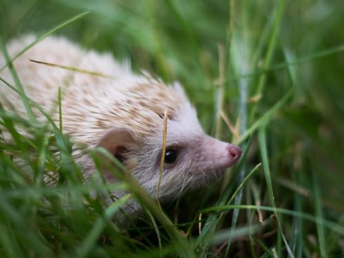 Puzzle 1000 Teile, Lernspielzeug - Igel, Gras, Tier 50x70CM Puzzle 1000 Teile, Lernspielzeug - Igel, Gras, Tier 50x70CM von EZMLFA