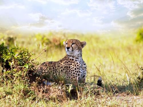 Puzzle 1000 Teile, Puzzle für Erwachsene, Buntes Legespiel Gepard, Gras, Liegen 26x38CM Puzzle 1000 Teile, Puzzle für Erwachsene, Buntes Legespiel Gepard, Gras, Liegen 26x38CM von EZMLFA