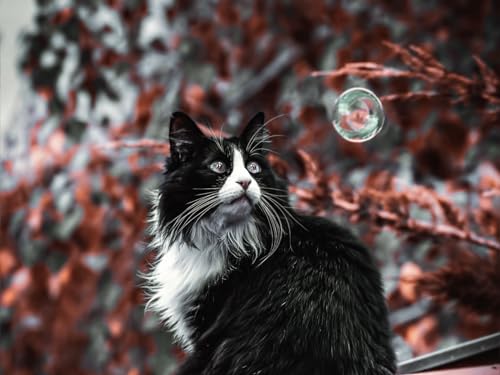 Puzzle 1000 Teile, Puzzle für Erwachsene, Puzzle bunte Katze, Haustier, flauschig, 38 x 52 cm Puzzle 1000 Teile, Puzzle für Erwachsene, Puzzle bunte Katze, Haustier, flauschig, 38 x 52 cm von EZMLFA