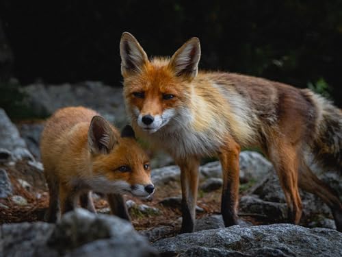 Puzzle 1000 Teile, Puzzle für Erwachsene, buntes Puzzlespiel - Fuchs, Jungtier, Raubtier 26x38CM Puzzle 1000 Teile, Puzzle für Erwachsene, buntes Puzzlespiel - Fuchs, Jungtier, Raubtier 26x38CM von EZMLFA