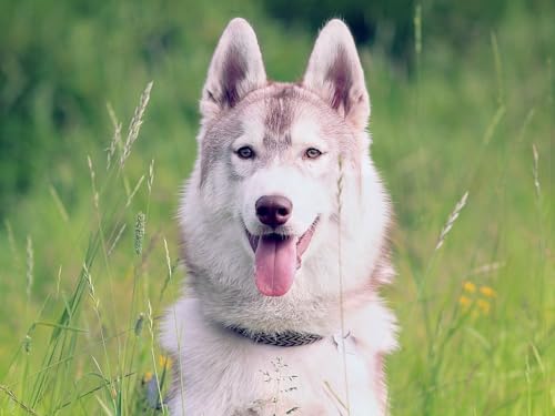 Puzzle 1000 Teile, Puzzle für Erwachsene, buntes Puzzlespiel - Hund, offen, Mund, Gesicht 26x38CM Puzzle 1000 Teile, Puzzle für Erwachsene, buntes Puzzlespiel - Hund, offen, Mund, Gesicht 26x38CM von EZMLFA