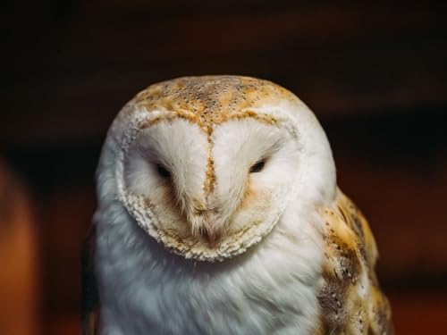 Puzzle 1000 Teile, Puzzle für Kleinkinder, Jungen, Mädchen, 12 Jahre alt – Schleiereule, Eule, Vogel, 26 x 38 cm Puzzle 1000 Teile, Puzzle für Kleinkinder, Jungen, Mädchen, 12 Jahre alt – Schleiereule, Eule, Vogel, 26 x 38 cm von EZMLFA