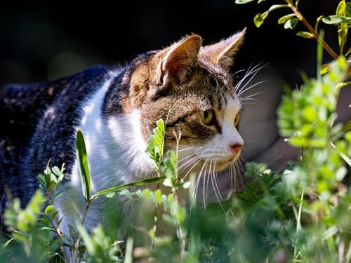 Puzzle 1000 Teile, Puzzle für Kleinkinder, Jungen und Mädchen ab 12 Jahren – Katze, Gras, Ansicht, 50 x 70 cm Puzzle 1000 Teile, Puzzle für Kleinkinder, Jungen und Mädchen ab 12 Jahren – Katze, Gras, Ansicht, 50 x 70 cm von EZMLFA