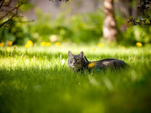 Puzzle 1000 Teile, Puzzle für Kleinkinder, Jungen und Mädchen ab 12 Jahren – Katze, Gras, Lüge, 50 x 70 cm Puzzle 1000 Teile, Puzzle für Kleinkinder, Jungen und Mädchen ab 12 Jahren – Katze, Gras, Lüge, 50 x 70 cm von EZMLFA
