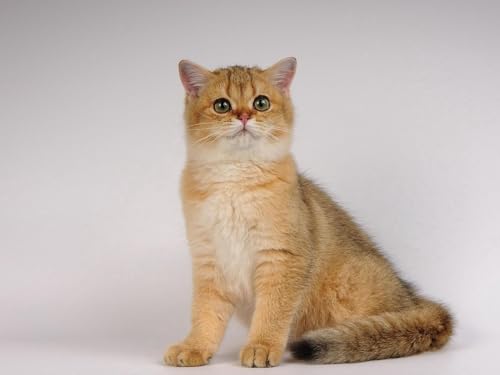 Puzzle 1000 Teile, Unmögliches Puzzle für Kleinkinder, Jungen, Mädchen ab 12 Jahren – Katze, setz Dich hin, schön, 50 x 70 cm Puzzle 1000 Teile, Unmögliches Puzzle für Kleinkinder, Jungen, Mädchen ab 12 Jahren – Katze, setz Dich hin, schön, 50 x 70 cm von EZMLFA