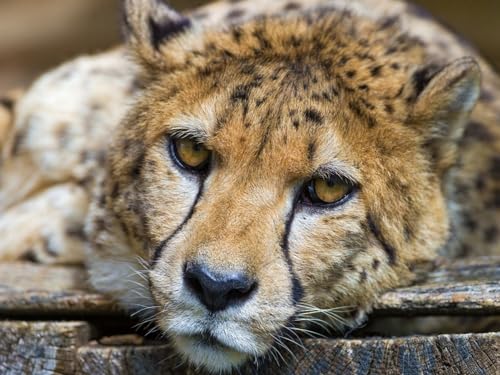 Puzzle 1000 Teile, Unmögliches Puzzle für Kleinkinder, Jungen und Mädchen ab 12 Jahren – Gepard, Blick, Traurigkeit, 50 x 70 cm von EZMLFA