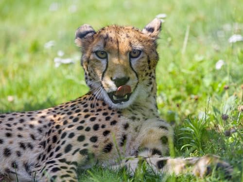 Puzzle 1000 Teile, Unmögliches Puzzle für Kleinkinder, Jungen und Mädchen ab 12 Jahren – Gepard, Tier, Raubtier, 50 x 70 cm Puzzle 1000 Teile, Unmögliches Puzzle für Kleinkinder, Jungen und Mädchen ab 12 Jahren – Gepard, Tier, Raubtier, 50 x 70 cm von EZMLFA